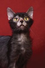 Lykoi &ndash; vlčí kočka 