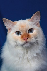 Ragdoll – hadrová panenka?