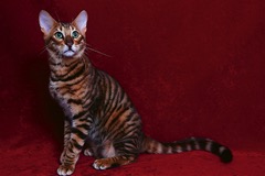 Toyger, malý tygr