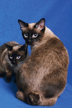 Mekongský bobtail